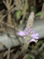 Verbena halei