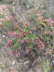 Thryptomene