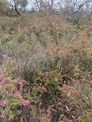 Thryptomene