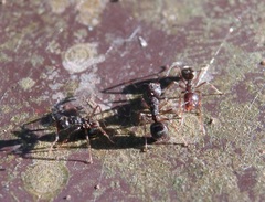 Dolichoderus thoracicus