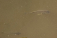 Acanthopagrus australis