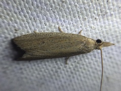 Bactra noteraula