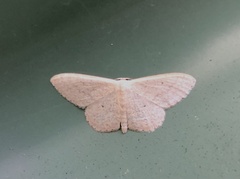 Scopula optivata