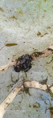 Xenopus laevis