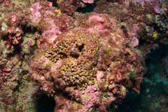 Cladocora caespitosa