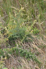 Asparagus mariae