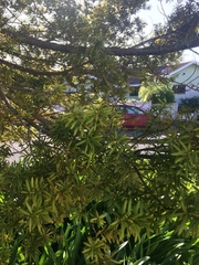 Podocarpus totara