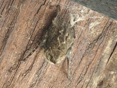 Rhynchonycteris naso