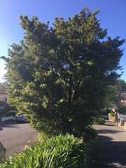 Podocarpus totara