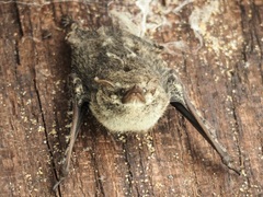 Rhynchonycteris naso