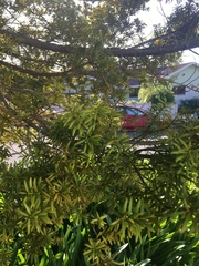Podocarpus totara