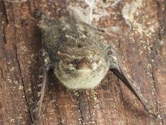 Rhynchonycteris naso