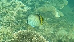 Chaetodon vagabundus