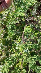 Asparagus aethiopicus