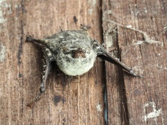 Rhynchonycteris naso
