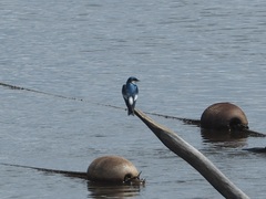 Tachycineta albiventer