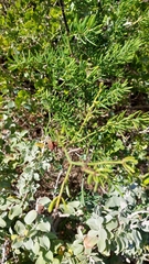 Asparagus aethiopicus