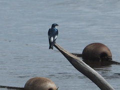 Tachycineta albiventer