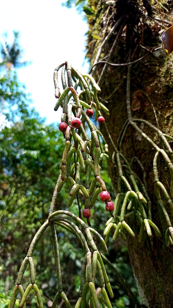 Rhipsalis pilocarpa