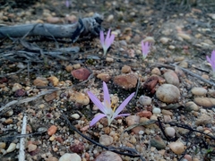 Colchicum filifolium