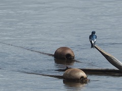 Tachycineta albiventer