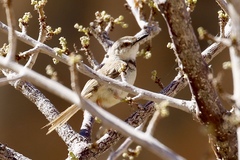 Prinia flavicans