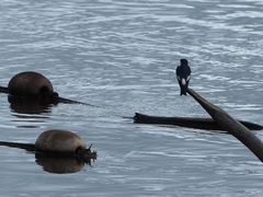 Tachycineta albiventer