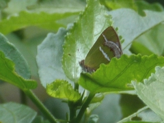 Chlorostrymon simaethis