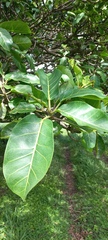 Ficus lutea