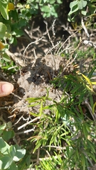 Crematogaster peringueyi