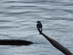 Tachycineta albiventer