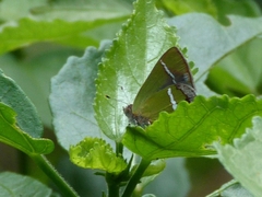 Chlorostrymon simaethis