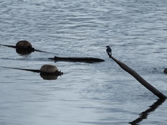 Tachycineta albiventer