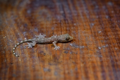 Gekko similignum