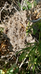 Crematogaster peringueyi