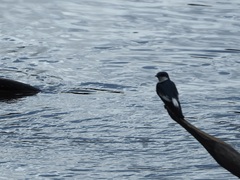 Tachycineta albiventer