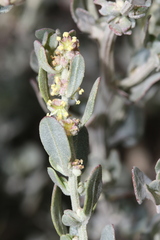 Exomis microphylla