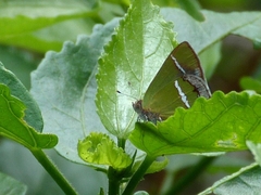 Chlorostrymon simaethis