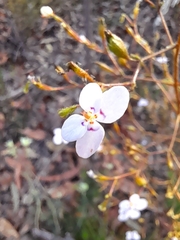 Stylidium laricifolium