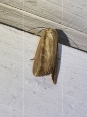 Leucania stenographa