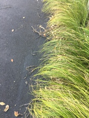 Carex divulsa