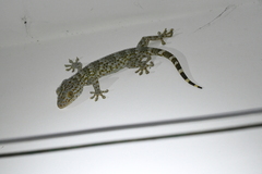 Gekko reevesii