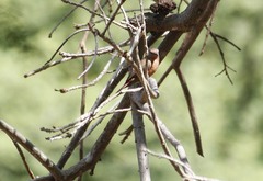 Lagonosticta rhodopareia
