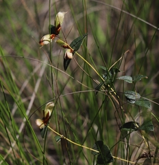Platylobium obtusangulum