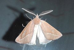 Compsoptera opacaria