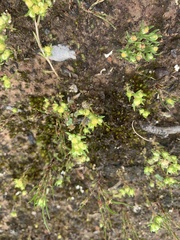 Siloxerus multiflorus