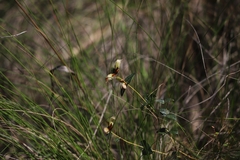 Platylobium obtusangulum