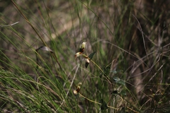 Platylobium obtusangulum