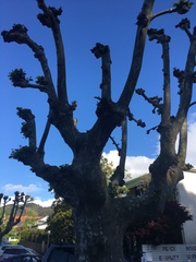 Platanus × hispanica