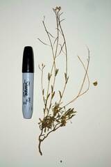 Boechera microphylla